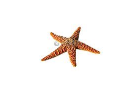 海星,帶動,海