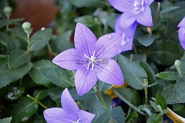 花,紫色小花,開花的植物