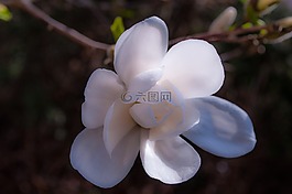 玉蘭,開花,春天