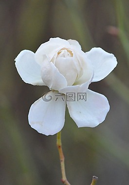 玫瑰,白,花卉