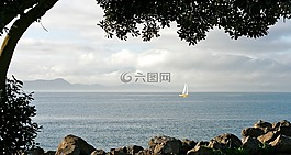 帆船,黃色帆船,樹