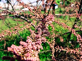 綠色,葉,草