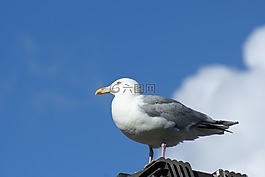 海鷗,天空,鳥