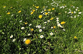 花,花園,草