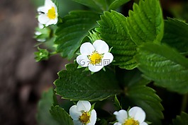 綠色,葉,花