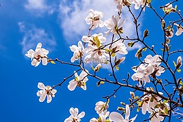 玉蘭,鮮花,春天