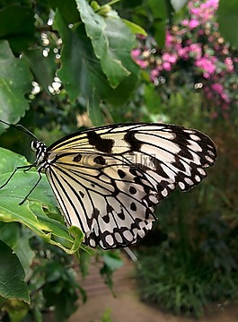 蝴蝶,花,昆蟲