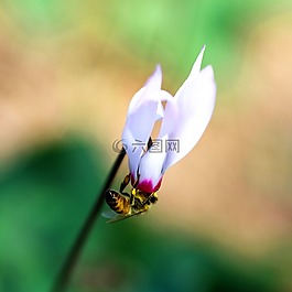 性質(zhì),花卉,蜜蜂