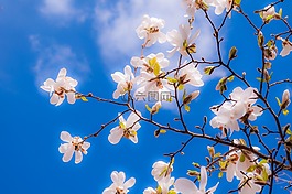 玉蘭,鮮花,春天