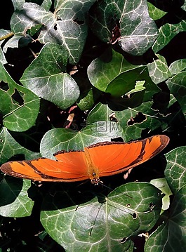 蝴蝶,花,昆蟲