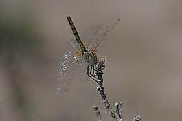蜻蜓,昆蟲,性質(zhì)