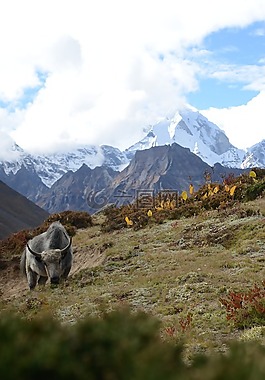 尼泊爾,喜馬拉雅山,牦牛