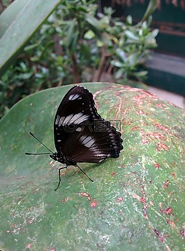 蝴蝶,花,昆蟲