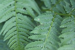 綠色,蕨類植物,葉子