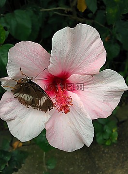 蝴蝶,花,昆蟲