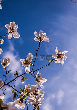 玉蘭,鮮花,春天