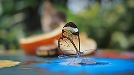 蝴蝶,花,昆蟲
