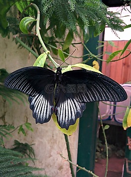 蝴蝶,花,昆蟲