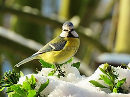 藍(lán)雀,鳥,山雀