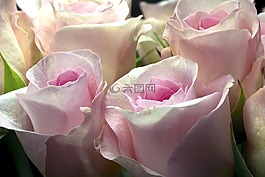 玫瑰,粉紅色的玫瑰,鮮花