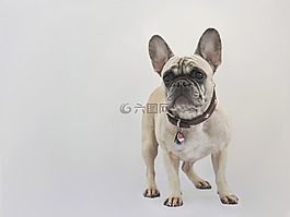法國斗牛犬,狗,純種狗
