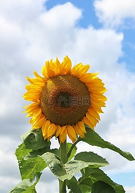 花,太陽花,植物群