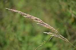 葉草,性質(zhì),關(guān)閉