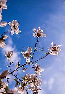 玉蘭,鮮花,春天