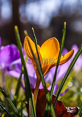 藏红花,紫,黄色