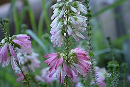 花,鲜花,érica verticillata