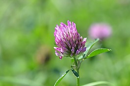 克萊,開花,草地
