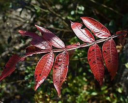 翅sumac,葉子,樹