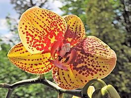 蘭花,廠,開花