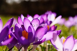 藏红花,紫,黄色
