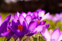 藏红花,紫,黄色