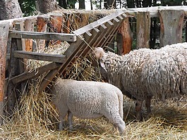 羊,羊肉,農(nóng)場(chǎng)