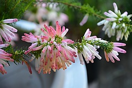 花,érica verticillata,漂亮