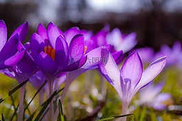 藏红花,紫,黄色