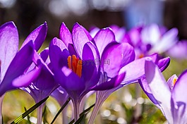 藏红花,紫,黄色