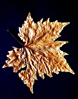 性質,片,sycamore