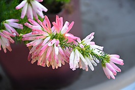 花,花érica verticillata,漂亮