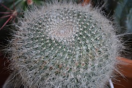仙人掌,植物辣,荊棘