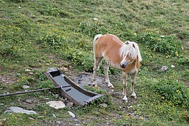 haflinger,kaltblut,南蒂羅爾