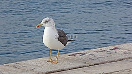 海鷗,鳥,葡萄牙