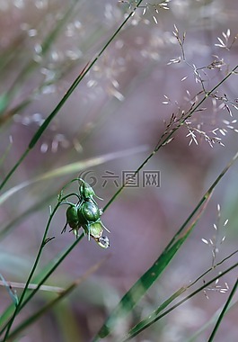 增長(zhǎng),野花,稻草
