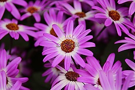 花,紫,廠(chǎng)