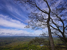 格魯吉亞,山,樹