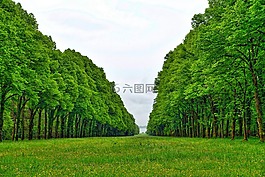 透視,樹,線
