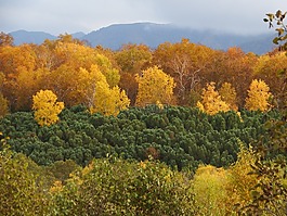 秋季森林,山,秋天的顏??色
