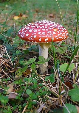 飛木耳,秋季,森林